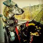 Jeffrey Blumenthal - @tusk_and_hen - Instagram