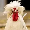 JEFFREY CLEMENT EHIS ashbel7 - @jeffrey.clement.e - TikTok