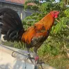 JG Game Farm - @jeffreyclemente6178 - TikTok