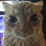 Jeffrey Cortes - @jeffreyisawesome2 - Instagram