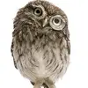 jeffreycreswell68 - @jeffreycreswell68 - TikTok