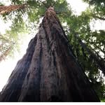 Jeffrey Crosswhite - @elderwoodcraft - Instagram