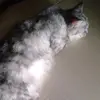 JeffreyDeckercCn - @jeffreydeckerccn - TikTok