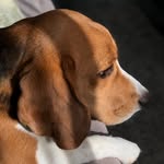 Jeffrey || mr.J & his human - @jeffrey.beagle - Instagram