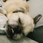 Jeffrey Jones-Fenwick 🐽 - @jeffthepugzu - Instagram