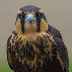 Jeffrey Gale - @jeffrey.galeforce - Instagram