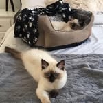Jeffrey And Harley Ragdolls - @ragdolls_jeffreyandharley - Instagram