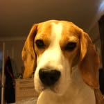 Hector - @hector_jeffrey_beagle - Instagram