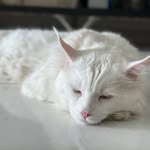 Jeffrey Kang - @deep3lue - Instagram