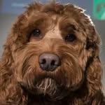 Jeffrey Wellbeing Dog - @jeffreyleedscitycollege - Instagram