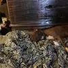 user2396141679604Whiskey - @jeffreyfleming12 - TikTok