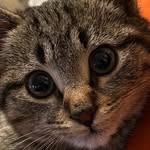 Jeffrey - @jeffrey_the_little_cat - Instagram