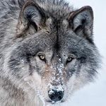 Jeffrey Milne - @jeffreymilne - Instagram