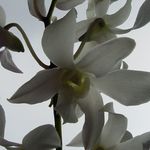 Jeffrey Milne - @jeffreymilnedds - Instagram