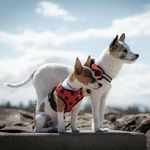 Jeff Mui - @jeffreymui - Instagram