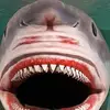 JP - @jeffreypayne74 - TikTok