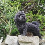 Jeffrey Peebles - @j_dawg_peebles - Instagram