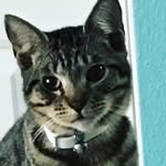 Jeffrey - @jeffrey_loves_pickles - Instagram