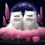 jeffrey plooij - @jeffreyplooij - Instagram