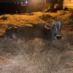 Jeffrey Schrock - @jeffrey_andrew_brownswiss - Instagram