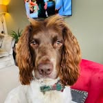 Adelek1 - @jeffrey_springer_betty_sausage - Instagram