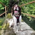 Jeffrey Jackson - @jeffrey_springer_spaniel - Instagram