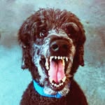 Jeffrey Spring - @spyfinger - Instagram
