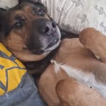Jeffrey springer - @jeffreyspringer8 - Instagram