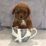 @jeffreytoypoodle - Instagram