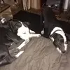 Jeffrey Voldahl - @jeffrey.voldahl - TikTok