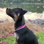 Jeffrey D Wheat - @bethandjeffsfosterpups - Instagram