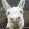 Jeffrey Windelburn - @jeffrey.windelbur - TikTok