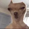 Dog - @jeffrey.yoder - TikTok