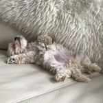 Penny - @penelope_mavis_jemima_hall - Instagram