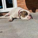 Jemma Taylor - @jemma.oldetymebulldog - Instagram