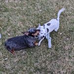 Jen Barton Schmalz - @molly.the.dappled.queen - Instagram