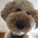 Jen Bland - @blandjen - Instagram