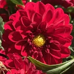 Jen Bowman - @dahliapatchfarm - Instagram