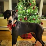 Jen Dietrich - @jenniferhdietrich - Instagram