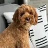 Jen Dietrich - @jennyd1981 - TikTok
