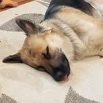 Jen Driscoll - @shep_pup.luna - Instagram