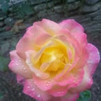 Jen Floyd - Facebook