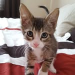 The Kitten Agent - @jenfosterskittens - Instagram