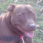 Jen Higgins - @doggydogma - Instagram