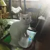 Jen Lester - @jenlester8 - TikTok