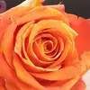 Jenn Lester152 - @jennlester07 - TikTok