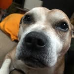 Jen Patterson - @wheres_noodles - Instagram