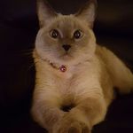 Jen Proctor - @suzette_the_blueeyed_kitty - Instagram