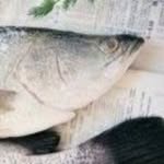 Jen Savage - @savagefish3620 - Instagram