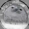 Jen_therainbowseal - @gamingwiththerainbowseal - TikTok